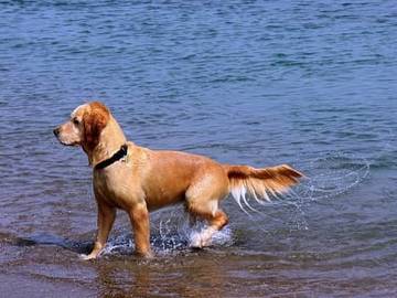 dog wagging its tail photo